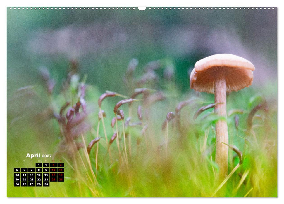Pilzmagie (CALVENDO Wandkalender 2027)