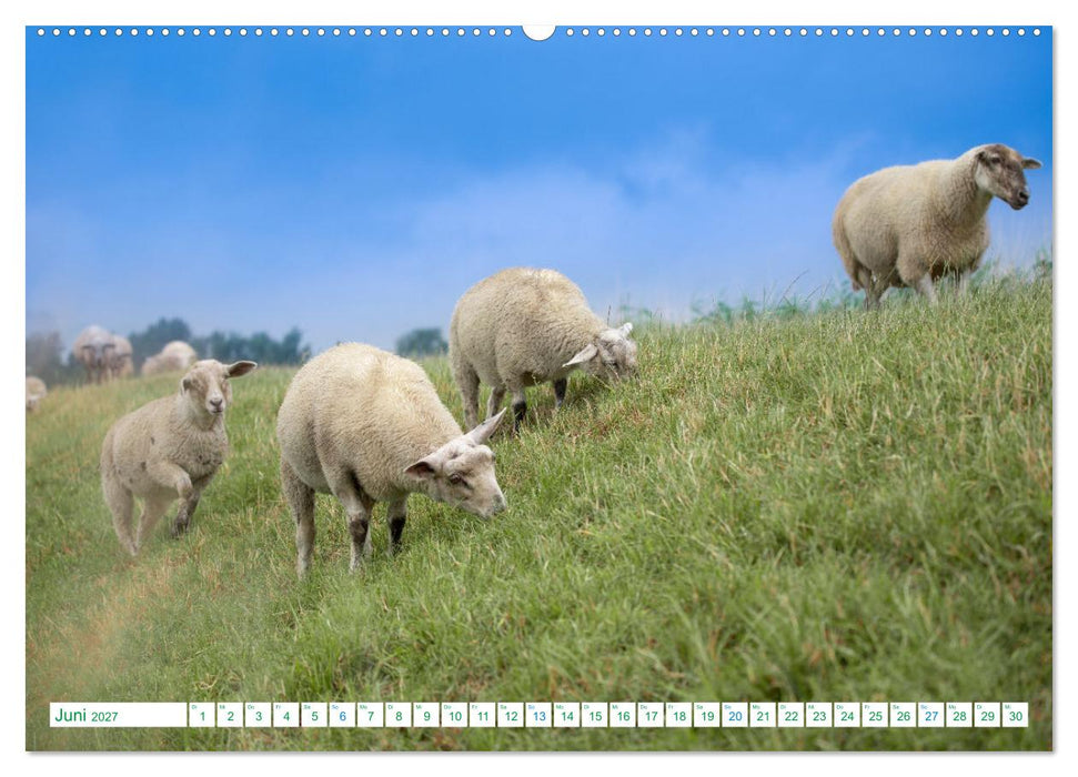 Schillig und Horumersiel - Im Wangerland unterwegs (CALVENDO Wandkalender 2027)