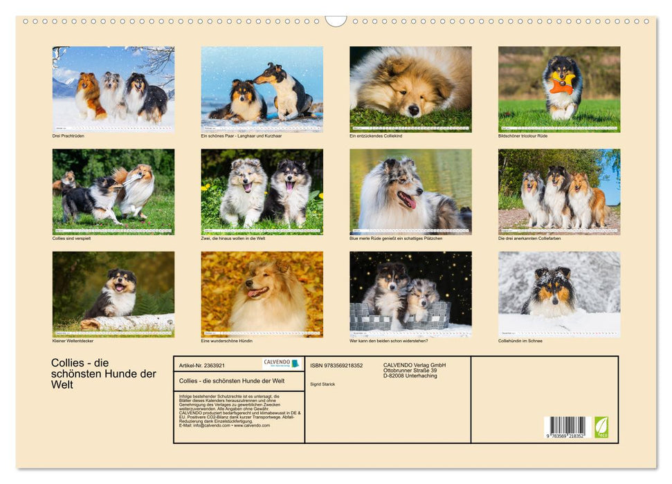 Collies - die schönsten Hunde der Welt (CALVENDO Wandkalender 2027)