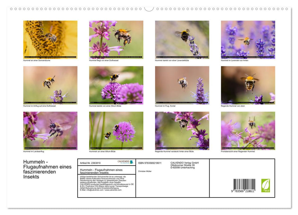 Hummeln - Flugaufnahmen eines faszinierenden Insekts (CALVENDO Premium Wandkalender 2027)