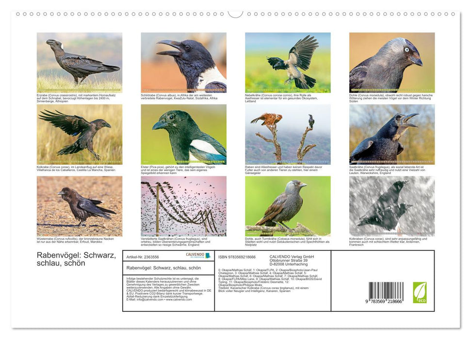 Rabenvögel: Schwarz, schlau, schön (CALVENDO Premium Wandkalender 2027)