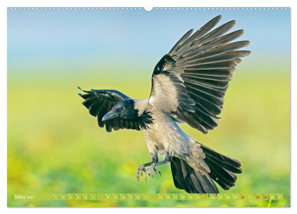 Rabenvögel: Schwarz, schlau, schön (CALVENDO Premium Wandkalender 2027)