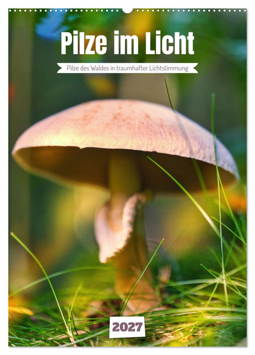 Pilze im Licht (CALVENDO Wandkalender 2027)
