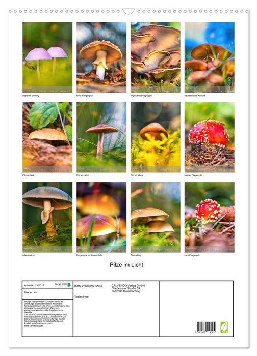 Pilze im Licht (CALVENDO Wandkalender 2027)