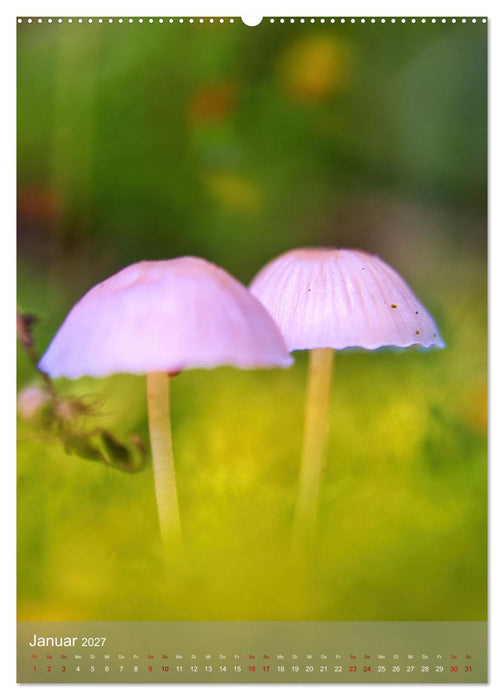 Pilze im Licht (CALVENDO Wandkalender 2027)