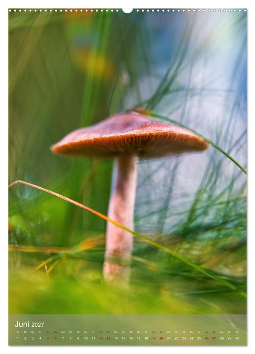 Pilze im Licht (CALVENDO Wandkalender 2027)