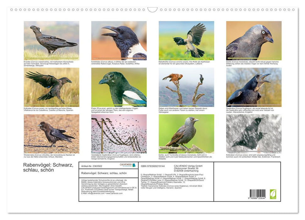 Rabenvögel: Schwarz, schlau, schön (CALVENDO Wandkalender 2027)