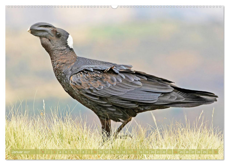 Rabenvögel: Schwarz, schlau, schön (CALVENDO Wandkalender 2027)
