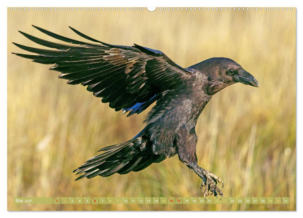 Rabenvögel: Schwarz, schlau, schön (CALVENDO Wandkalender 2027)
