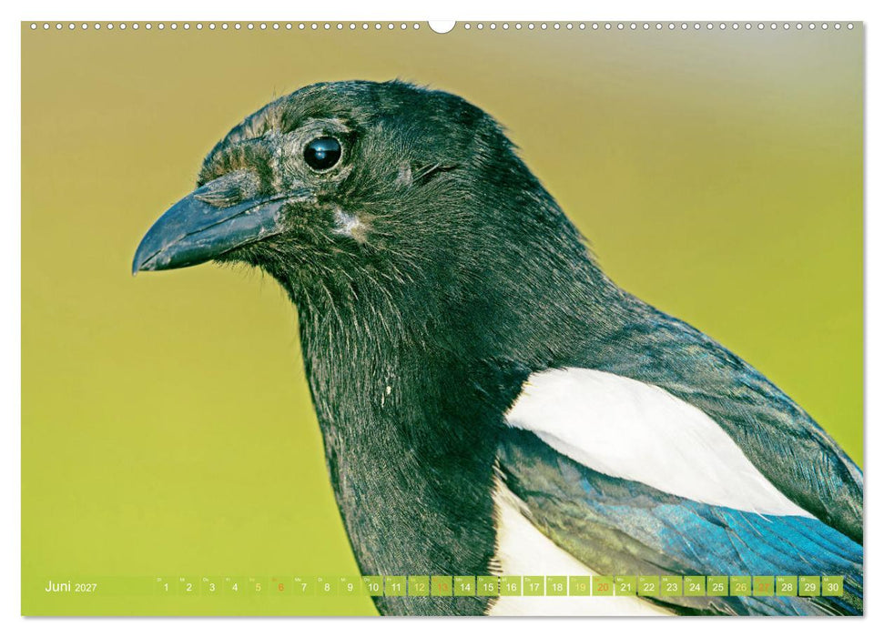 Rabenvögel: Schwarz, schlau, schön (CALVENDO Wandkalender 2027)
