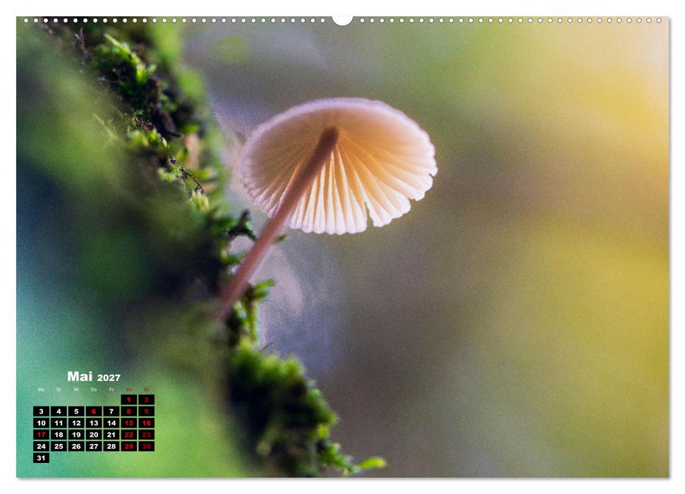 Pilzmagie (CALVENDO Premium Wandkalender 2027)