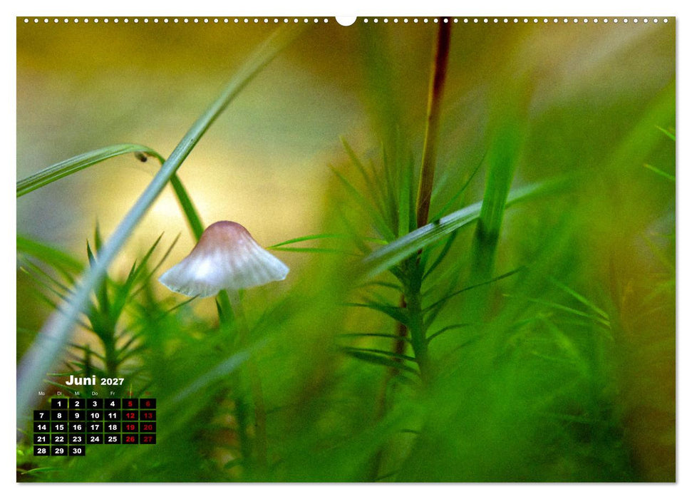 Pilzmagie (CALVENDO Premium Wandkalender 2027)