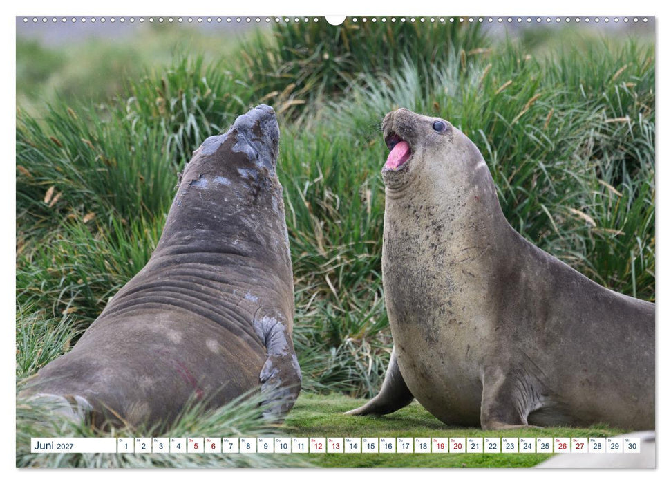 Südgeorgien - Abgelegenes Naturparadies (CALVENDO Premium Wandkalender 2027)