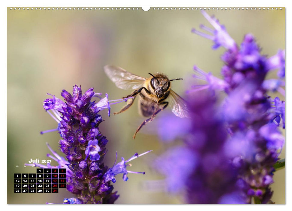 Die Wunderwelt der Biene (CALVENDO Premium Wandkalender 2027)