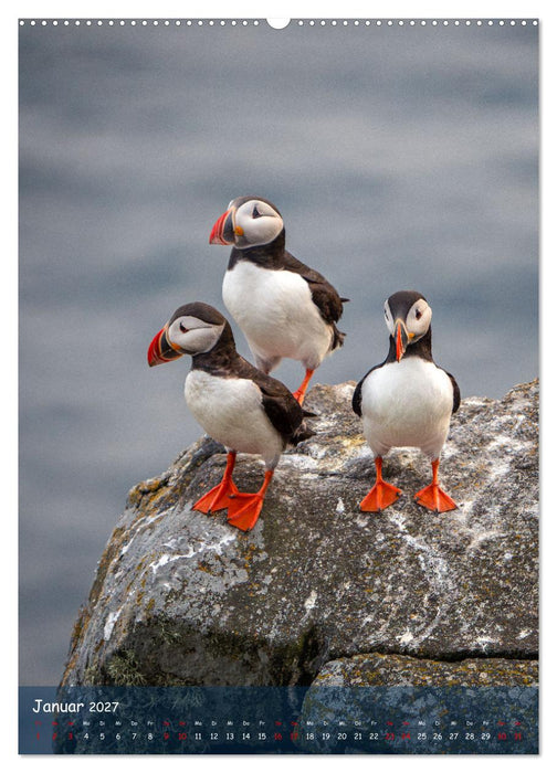 Naturerlebnis Puffin (CALVENDO Wandkalender 2027)