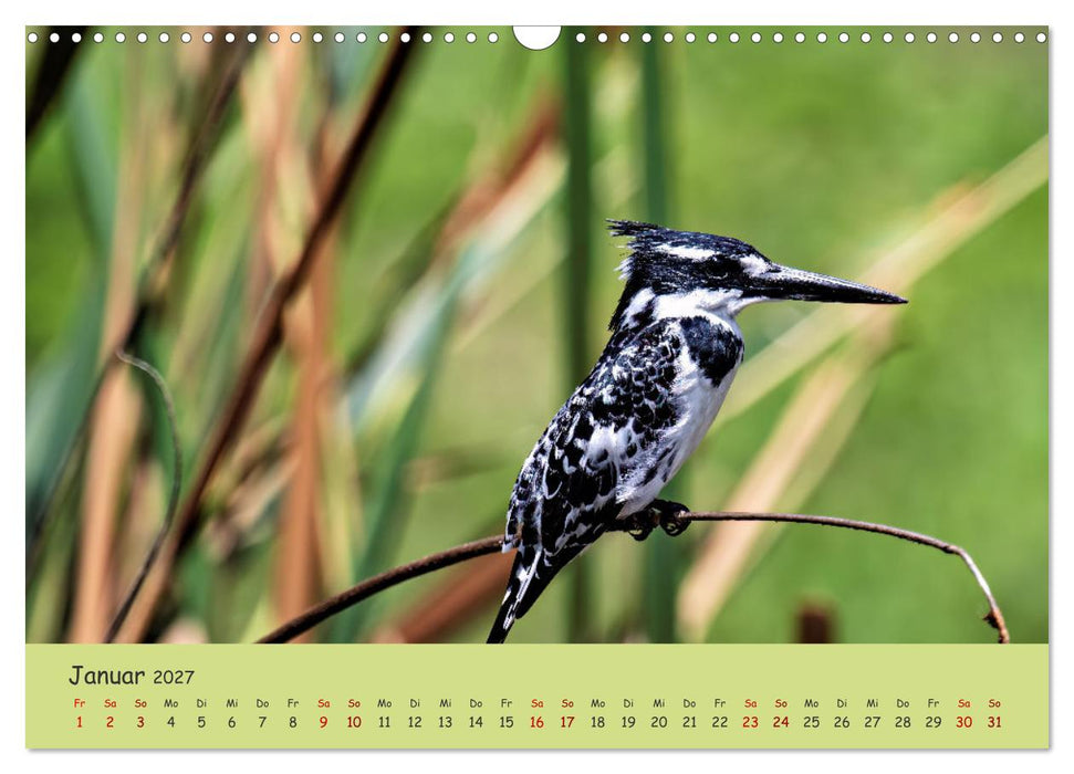 Gefiederte Schönheiten Ostafrikas (CALVENDO Wandkalender 2027)