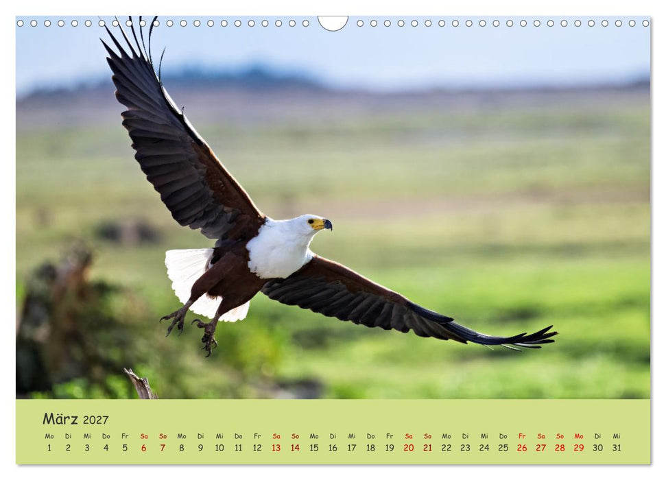 Gefiederte Schönheiten Ostafrikas (CALVENDO Wandkalender 2027)