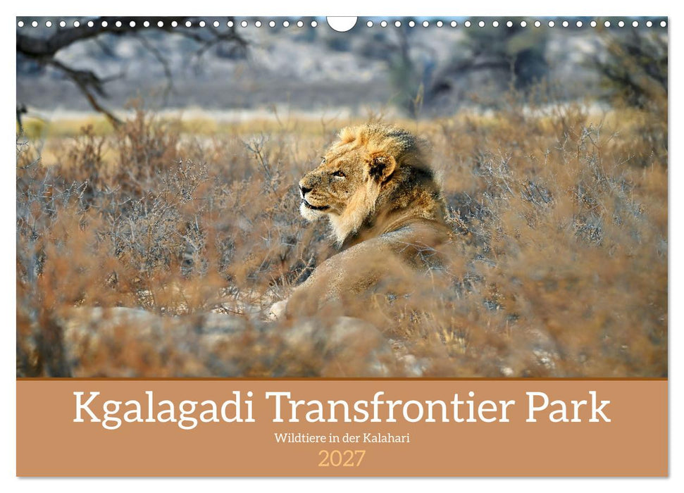 Kgalagadi - Fauna und Wildtiere in der Kalahari (CALVENDO Wandkalender 2027)