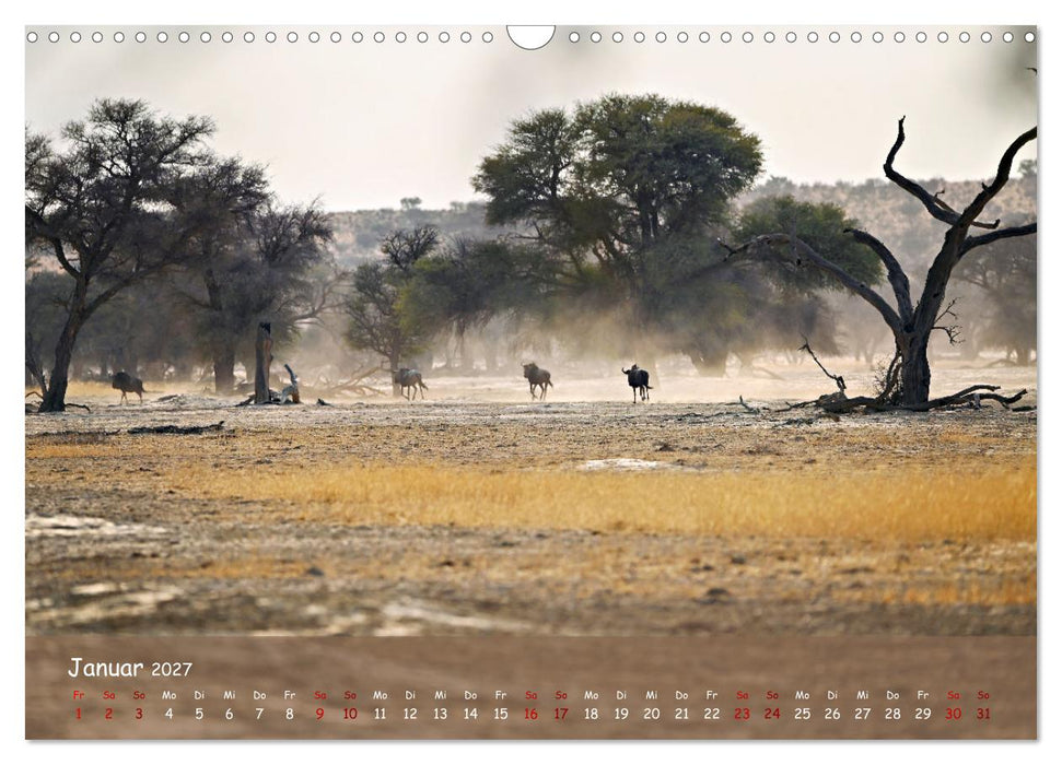 Kgalagadi - Fauna und Wildtiere in der Kalahari (CALVENDO Wandkalender 2027)