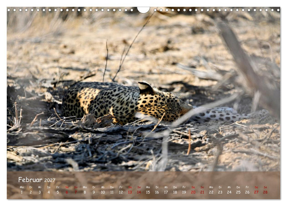 Kgalagadi - Fauna und Wildtiere in der Kalahari (CALVENDO Wandkalender 2027)