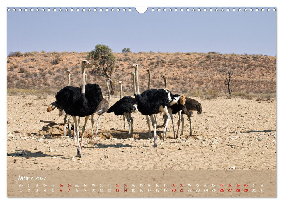 Kgalagadi - Fauna und Wildtiere in der Kalahari (CALVENDO Wandkalender 2027)