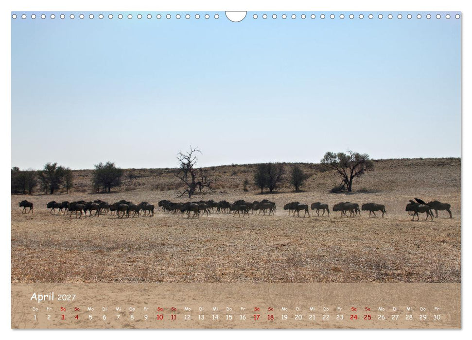 Kgalagadi - Fauna und Wildtiere in der Kalahari (CALVENDO Wandkalender 2027)