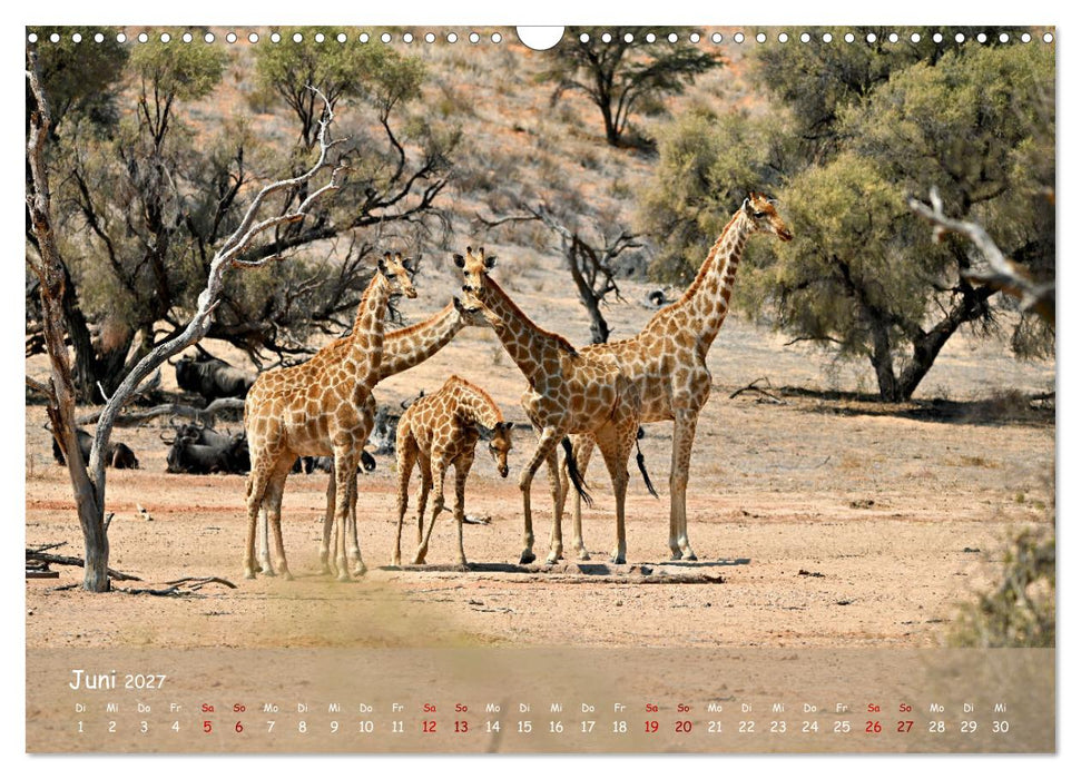 Kgalagadi - Fauna und Wildtiere in der Kalahari (CALVENDO Wandkalender 2027)