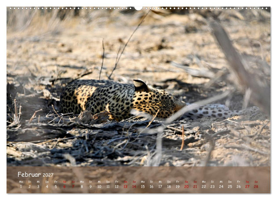 Kgalagadi - Fauna und Wildtiere in der Kalahari (CALVENDO Premium Wandkalender 2027)