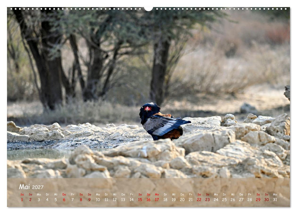 Kgalagadi - Fauna und Wildtiere in der Kalahari (CALVENDO Premium Wandkalender 2027)