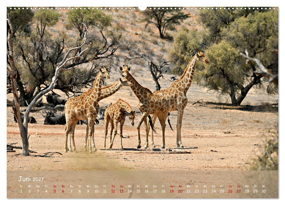Kgalagadi - Fauna und Wildtiere in der Kalahari (CALVENDO Premium Wandkalender 2027)
