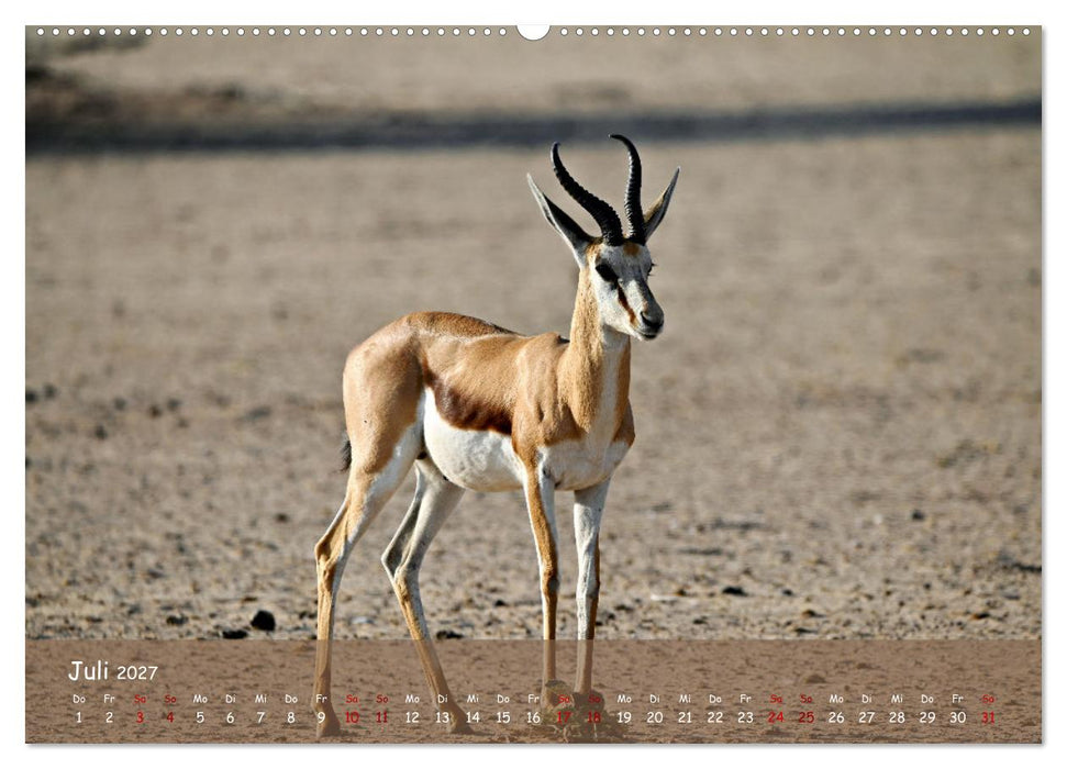 Kgalagadi - Fauna und Wildtiere in der Kalahari (CALVENDO Premium Wandkalender 2027)
