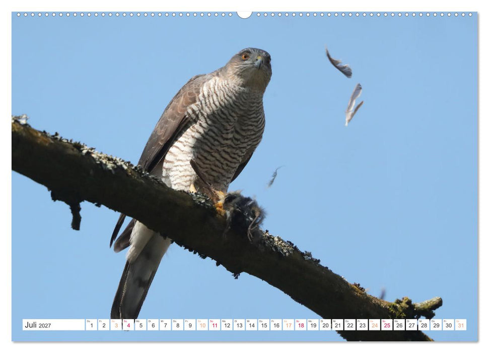 Sperber - Kleiner Vogel Greif (CALVENDO Premium Wandkalender 2027)