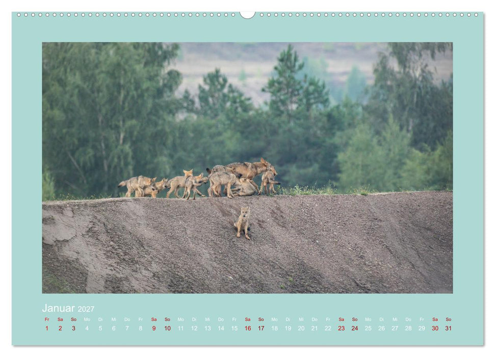 Wölfe, Impressionen aus der Lausitz (CALVENDO Premium Wandkalender 2027)