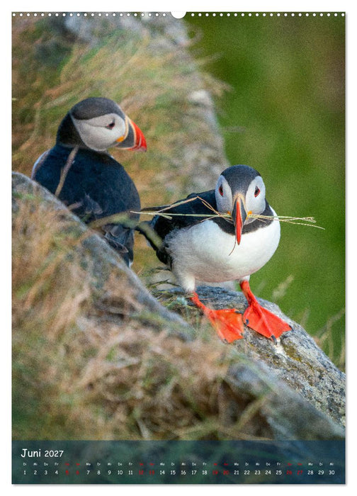 Naturerlebnis Puffin (CALVENDO Premium Wandkalender 2027)