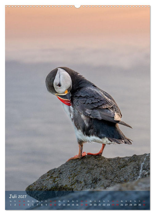 Naturerlebnis Puffin (CALVENDO Premium Wandkalender 2027)