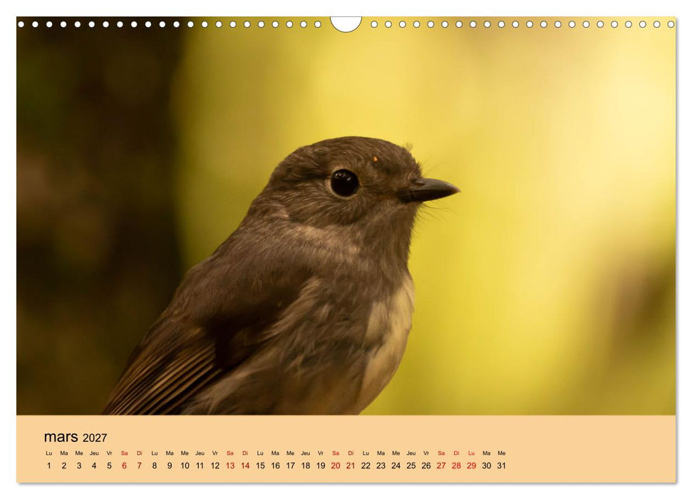 Oiseaux de Nouvelle-Zélande (CALVENDO Calendrier mensuel 2027)