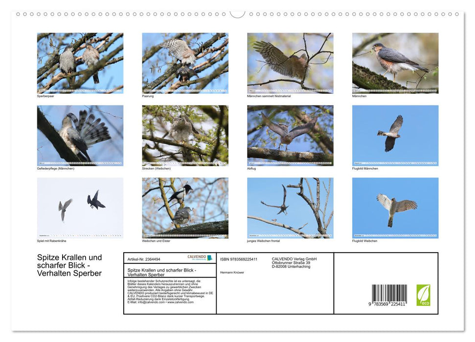 Spitze Krallen und scharfer Blick - Verhalten Sperber (CALVENDO Premium Wandkalender 2027)