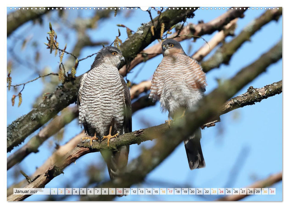Spitze Krallen und scharfer Blick - Verhalten Sperber (CALVENDO Premium Wandkalender 2027)