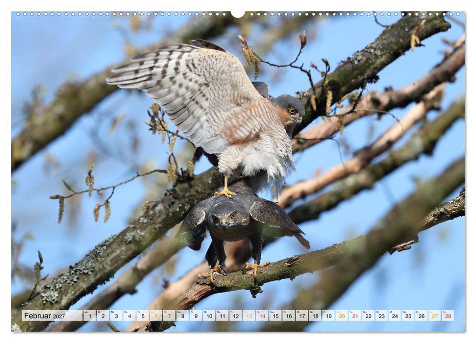 Spitze Krallen und scharfer Blick - Verhalten Sperber (CALVENDO Premium Wandkalender 2027)