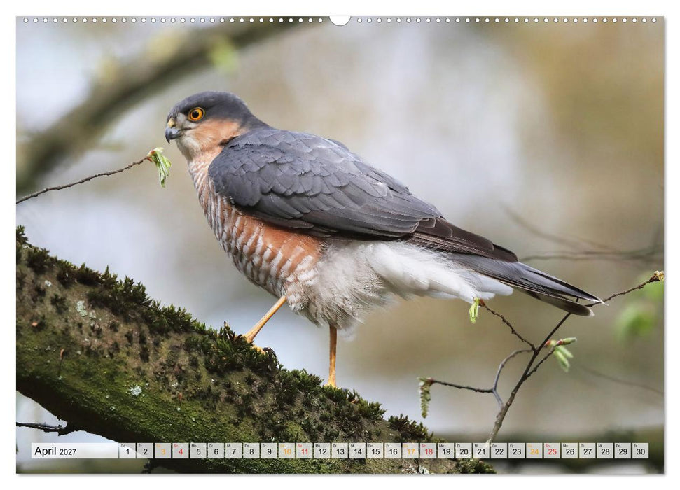 Spitze Krallen und scharfer Blick - Verhalten Sperber (CALVENDO Premium Wandkalender 2027)