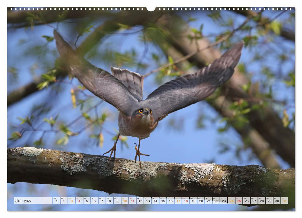 Spitze Krallen und scharfer Blick - Verhalten Sperber (CALVENDO Premium Wandkalender 2027)