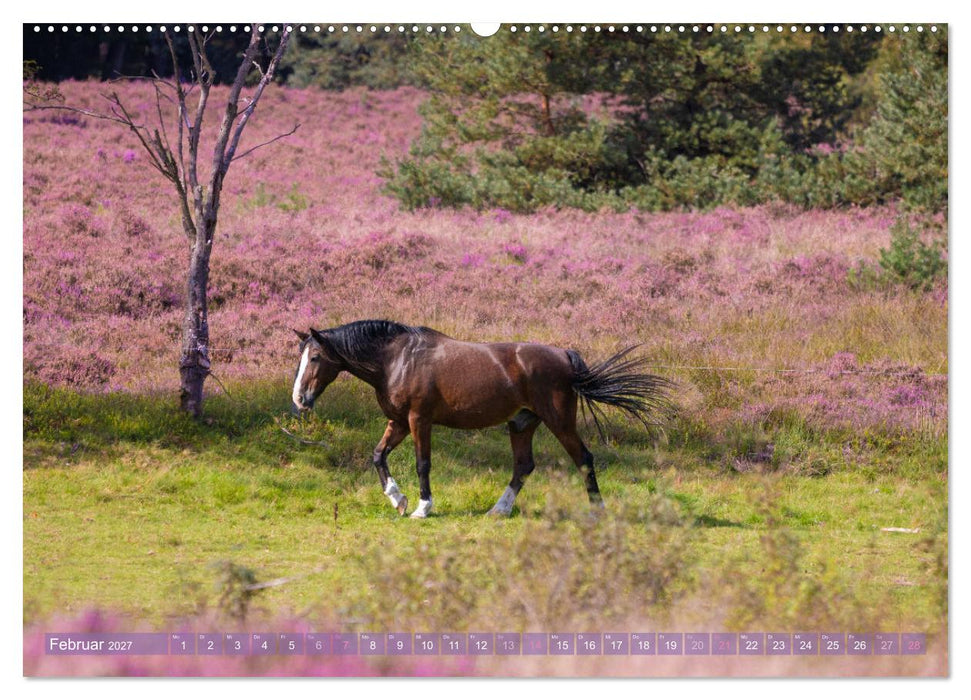 Im Blütenrausch der Lüneburger Heide (CALVENDO Wandkalender 2027)