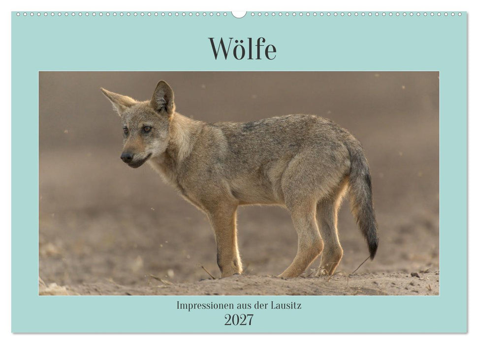 Wölfe, Impressionen aus der Lausitz (CALVENDO Wandkalender 2027)