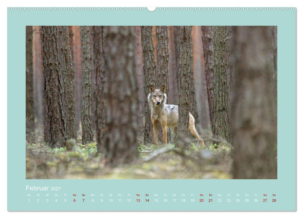 Wölfe, Impressionen aus der Lausitz (CALVENDO Wandkalender 2027)