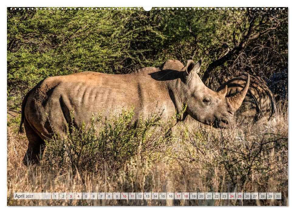 Abenteuerliches Namibia (CALVENDO Premium Wandkalender 2027)