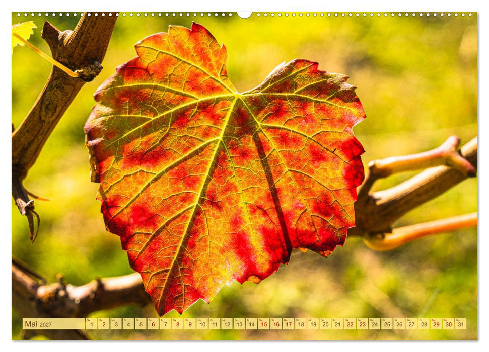 Farbenprächtige Weinberge (CALVENDO Wandkalender 2027)