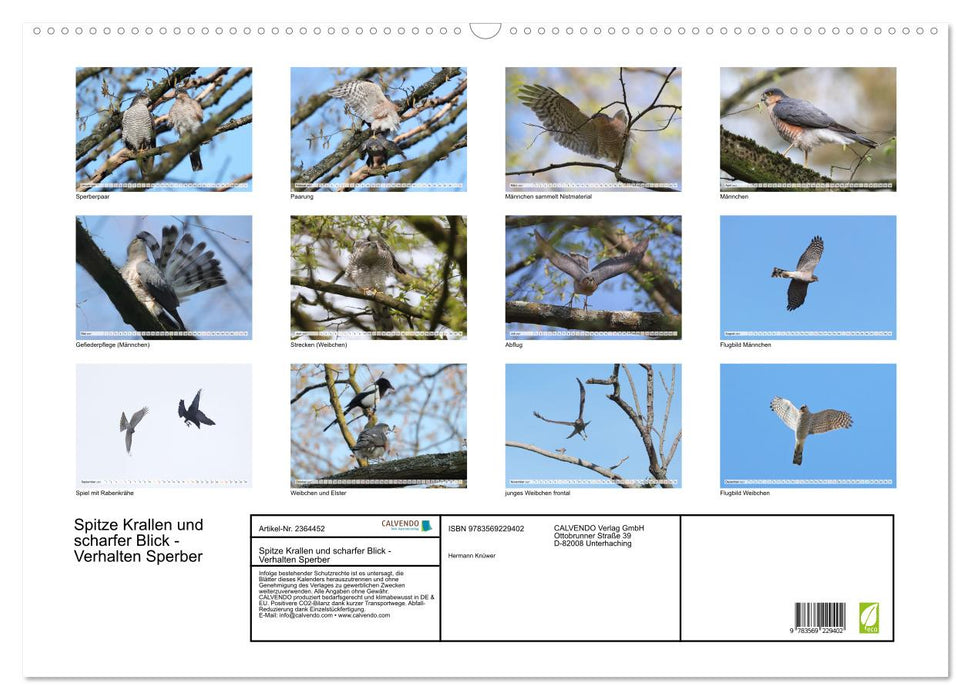Spitze Krallen und scharfer Blick - Verhalten Sperber (CALVENDO Wandkalender 2027)