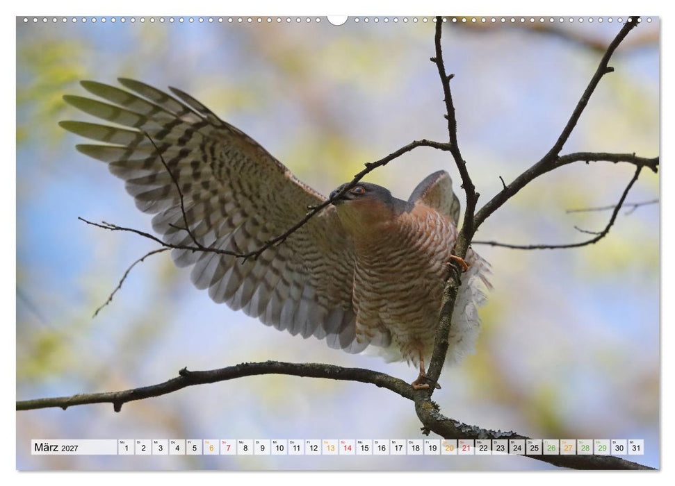 Spitze Krallen und scharfer Blick - Verhalten Sperber (CALVENDO Wandkalender 2027)