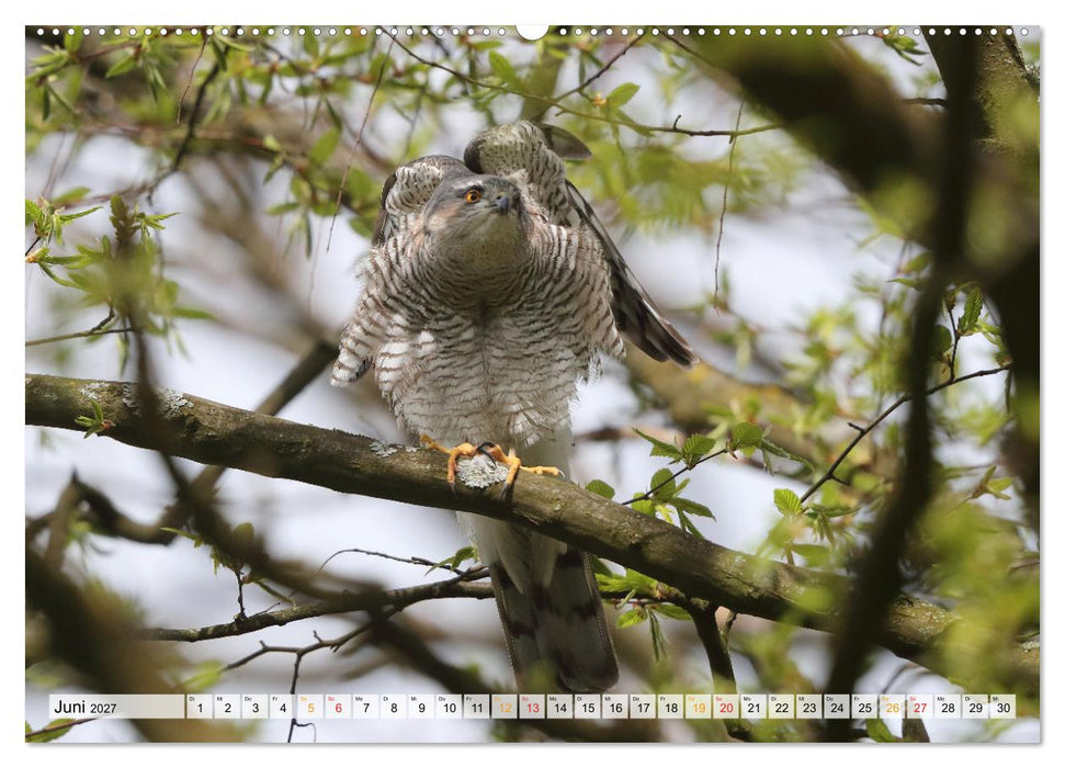 Spitze Krallen und scharfer Blick - Verhalten Sperber (CALVENDO Wandkalender 2027)