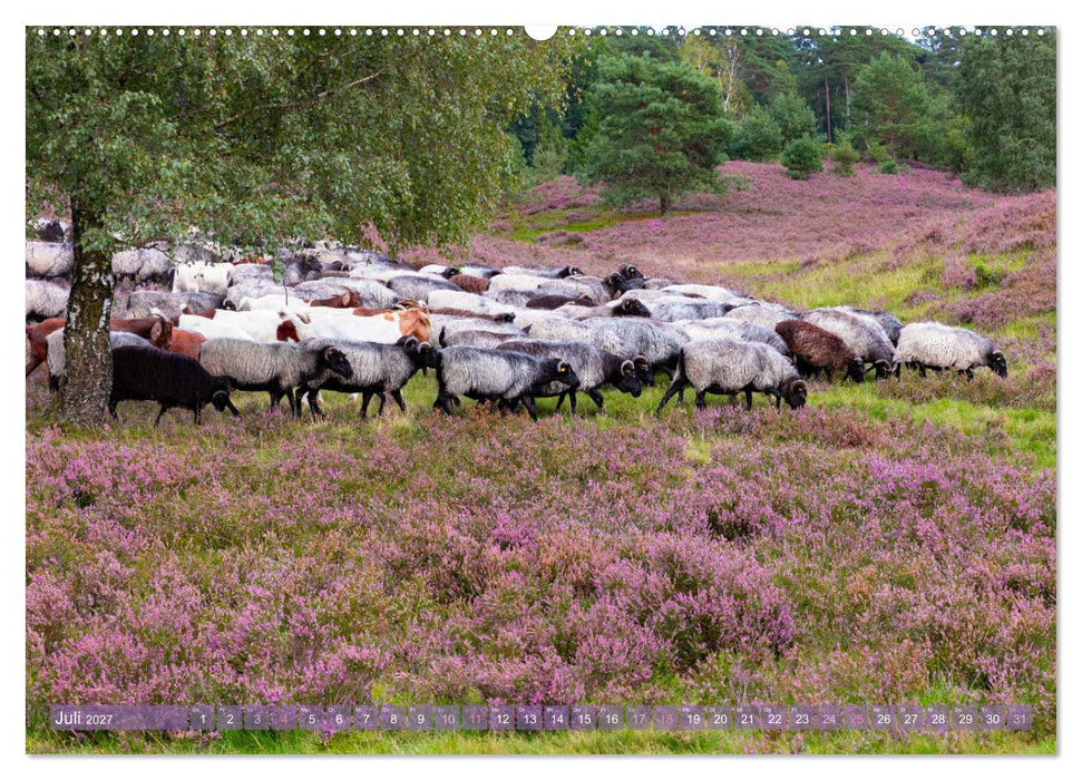 Im Blütenrausch der Lüneburger Heide (CALVENDO Premium Wandkalender 2027)